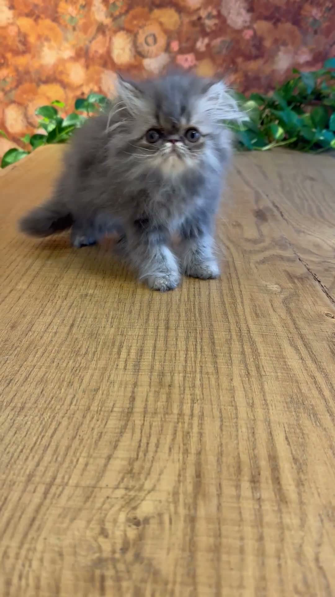 Persa gatos en venta: Machito Azul Tabby - Video 1