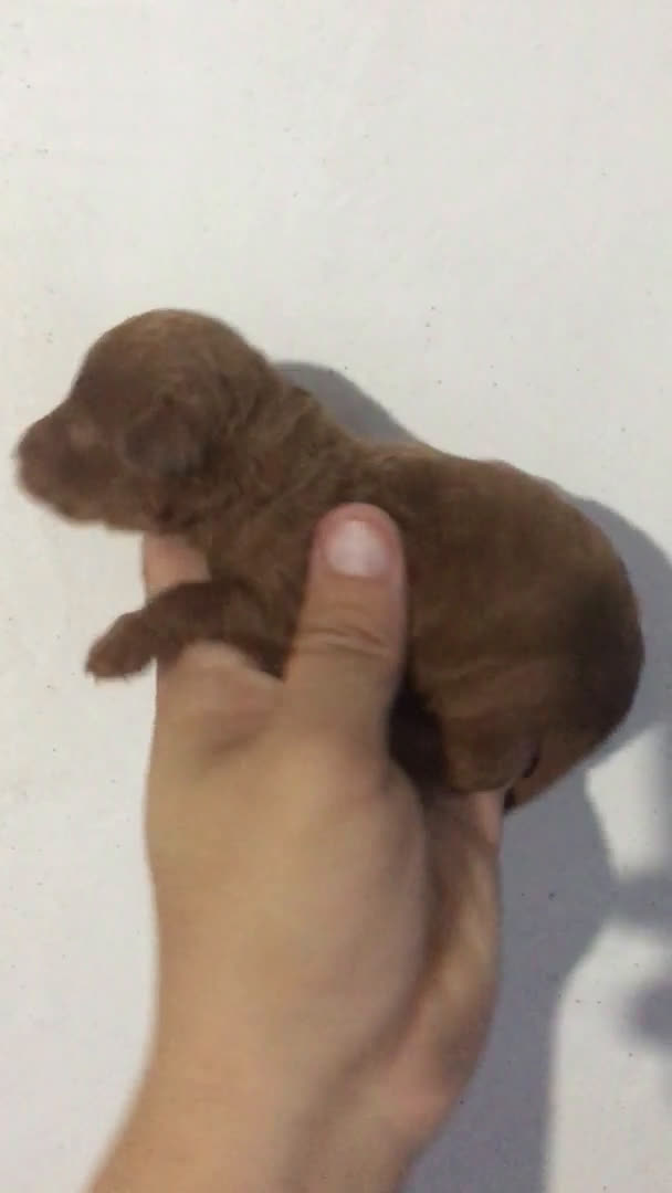 Caniche Toy perros en venta: CANICHES TOYS Y ENANOS GRAN CALIDAD  en Murcia - Video 3
