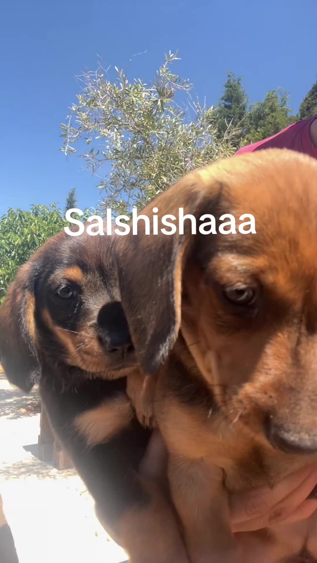 Teckel perros en venta: Cachorito Teckel Mini - Video 1