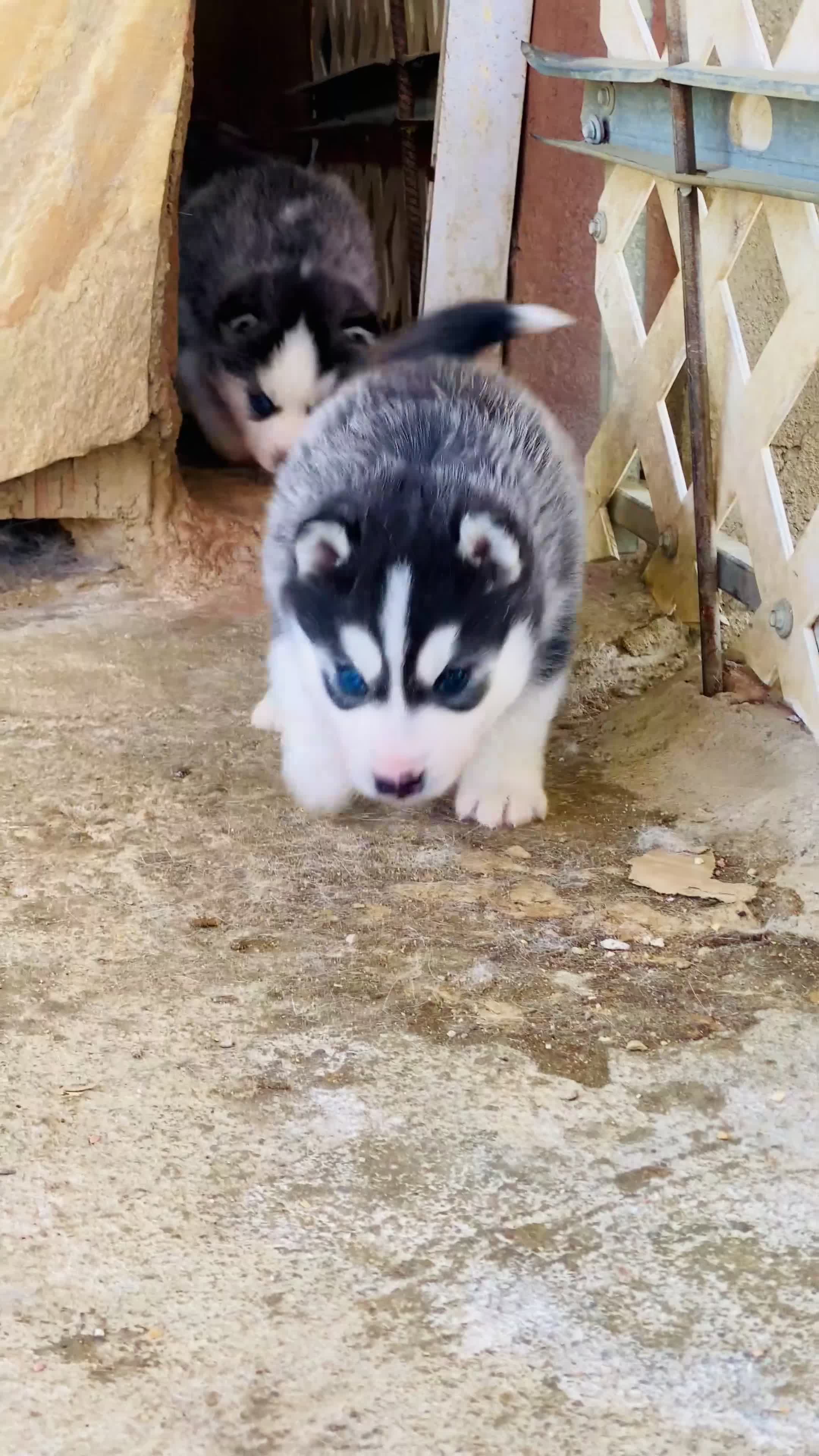 Husky Siberiano perros en venta: Cachorros Husky Siberiano - Video 1