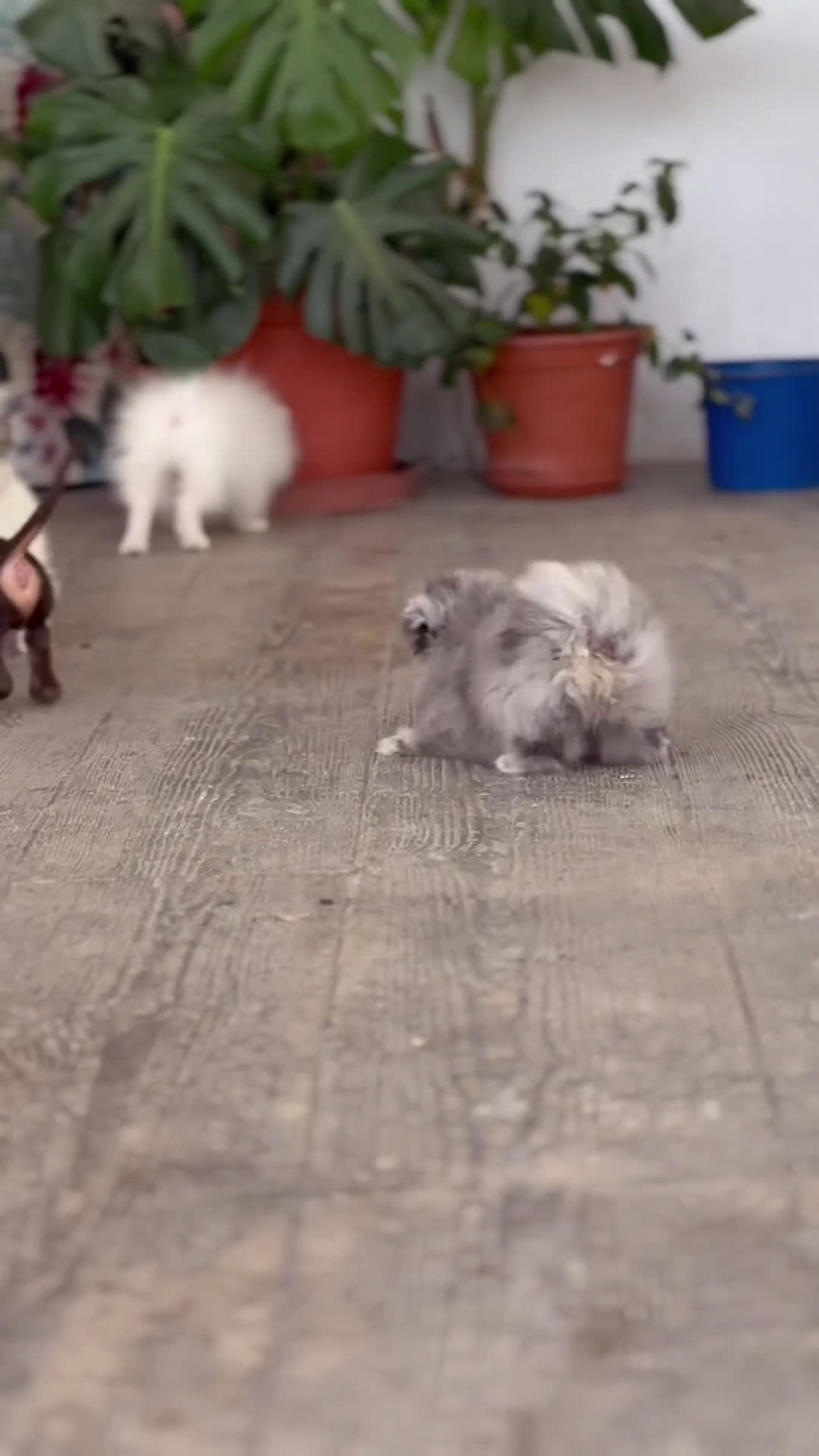 Pomerania perros en venta: 🐾 Sparky, Roscón, Prodigy, Monkey y Frosty 🐾 - Video 1