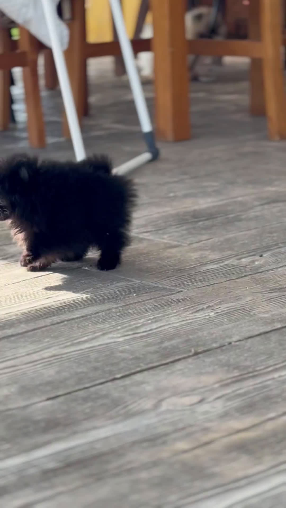 Pomerania perros en venta: 🐾 Frosty y Strike – Pomerania únicos 🐾 - Video 1