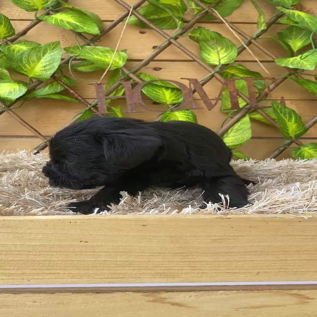 Schnauzer Miniatura perros en venta: Camada de Romie - Video 5