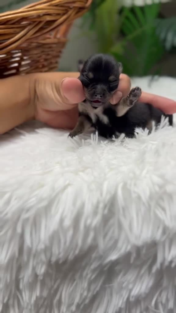 Chihuahua perros en venta: CHIHUAHUA HEMBRA - Video 2