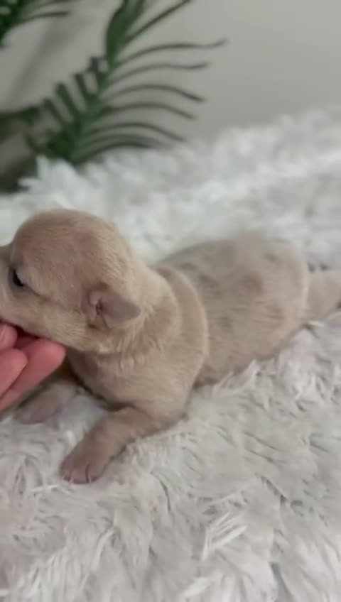 Chihuahua perros en venta: CHIHUAHUA HEMBRA - Video 1