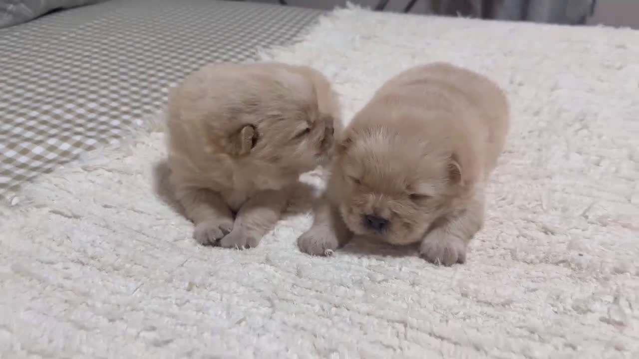 Chow Chow perros en venta: Chow chow preciosos cachorros peluditos  - Video 1