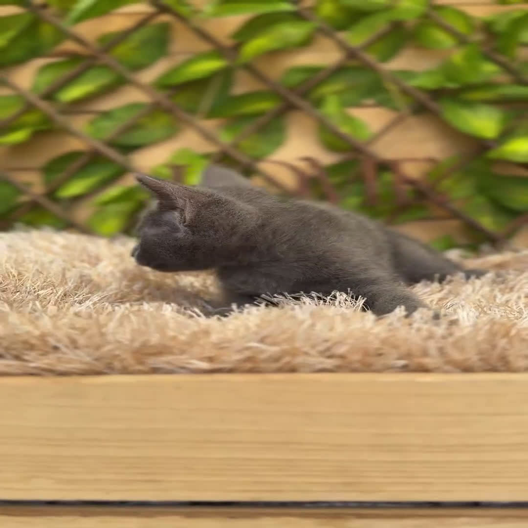 Azul Ruso gatos en venta: Camada de Xaray  - Video 4