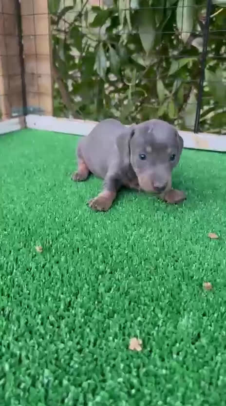 Teckel Miniatura perros en venta: Teckel hembra kanichen Blue And tan  - Video 1