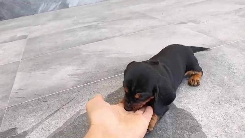 Teckel Miniatura perros en venta: Teckel mini  - Video 1