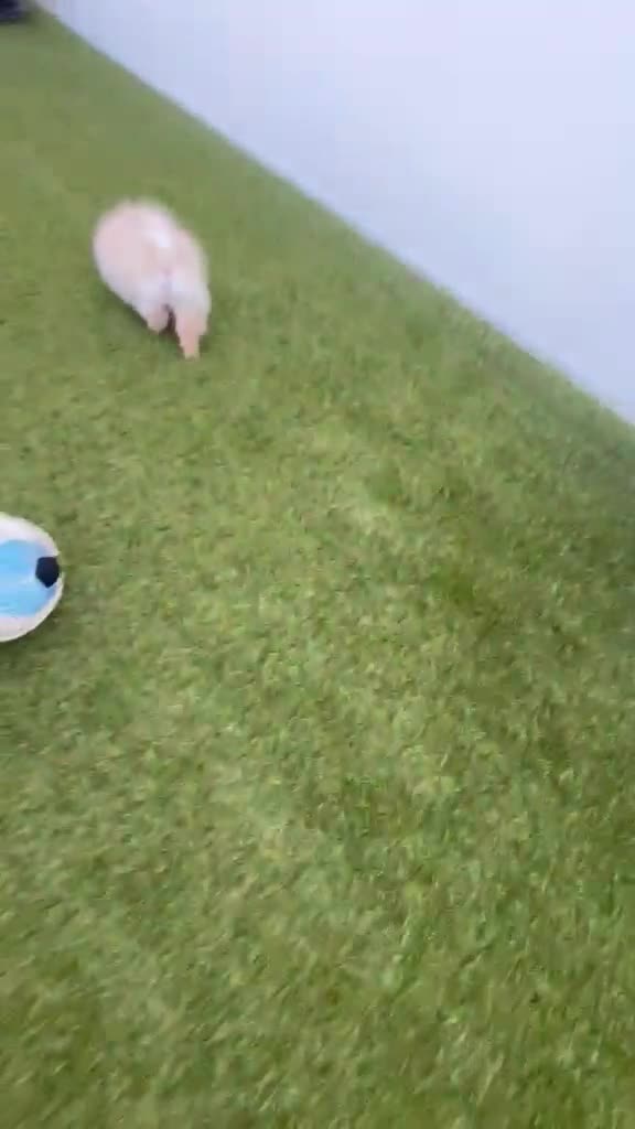 Pomerania perros en venta: Pomerania Toy hembra  - Video 2
