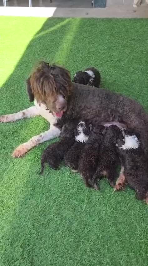Perro de Agua Español perros en venta: Camada perros de agua  en Álava - Video 3