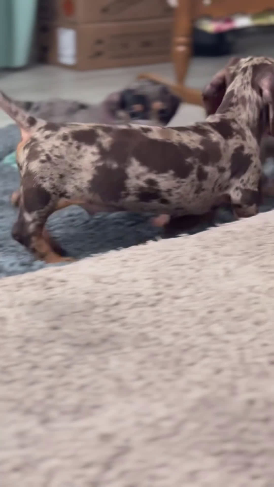 Teckel Miniatura perros en venta: 🐾 Currie & Molly – Teckel miniatura exóticos ✨ - Video 1