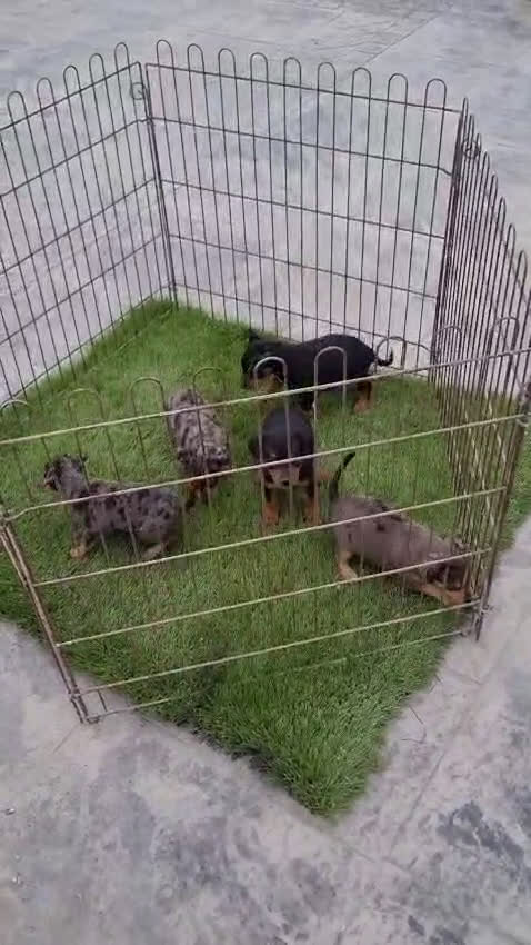 Pinscher Miniatura perros en venta: Mini pinche merle  - Video 1