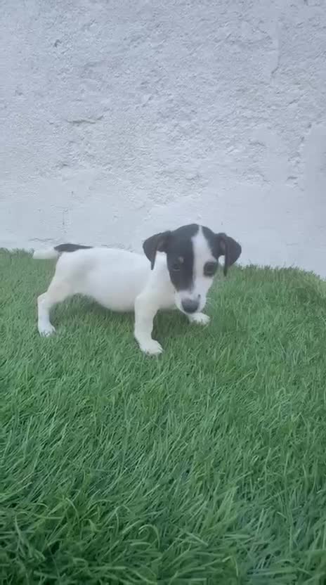Jack Russell Terrier perros en venta: Jack Russell terrier - Video 2