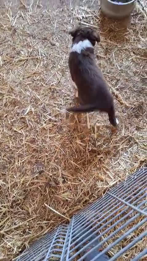 Border Collie perros en venta: Bordes collie hembra  - Video 1