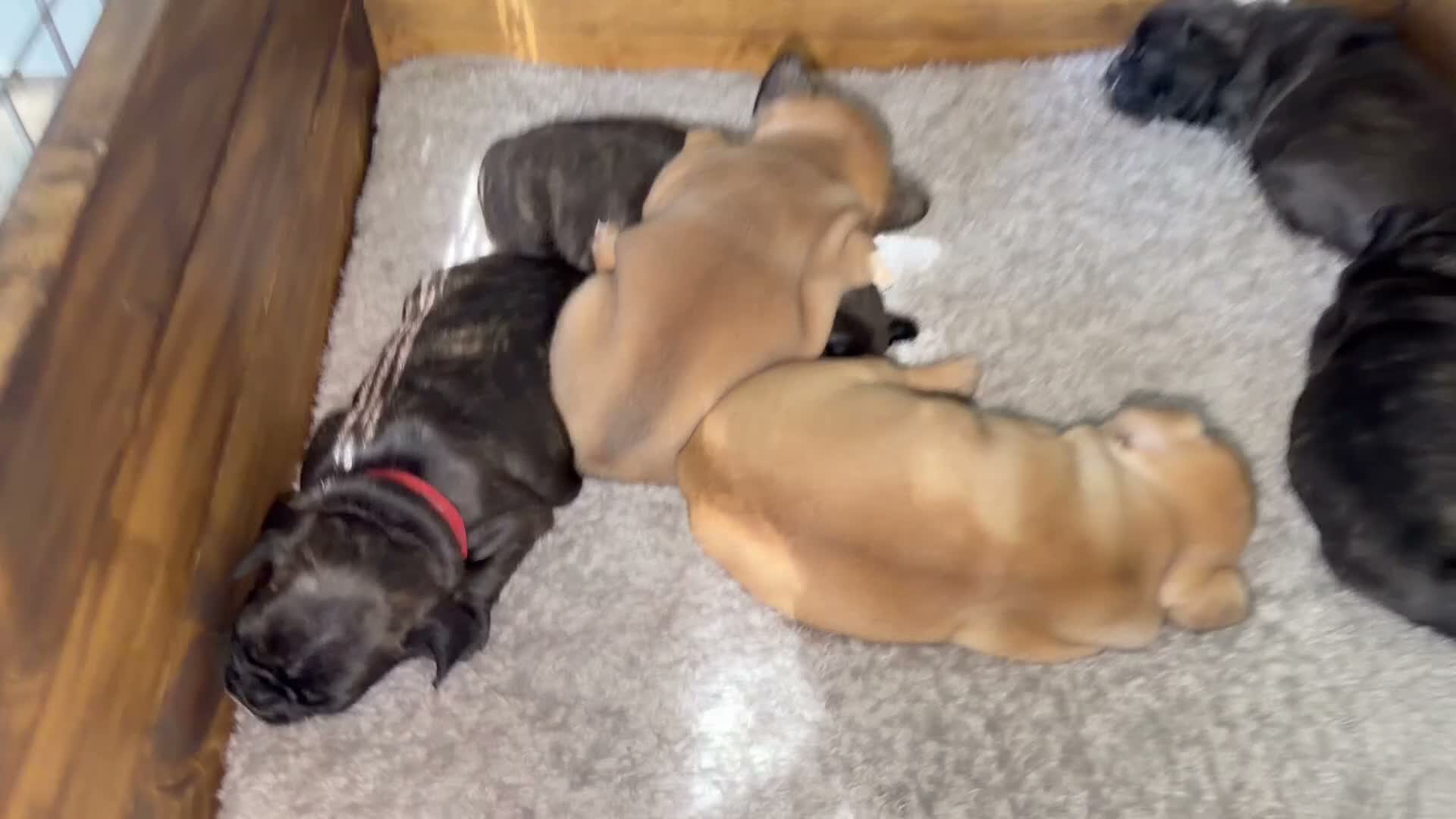 Bulldog Francés perros en venta: Buldog frances - Video 1