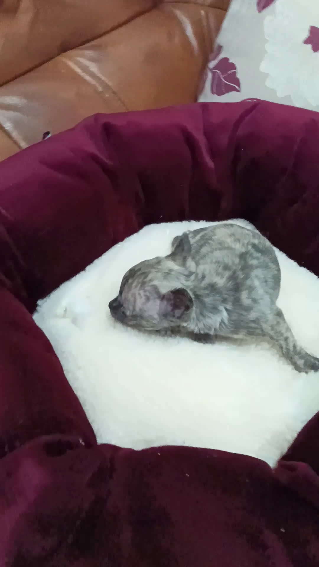 Chihuahua perros en venta: CHIHUAHUA TOY - Video 1