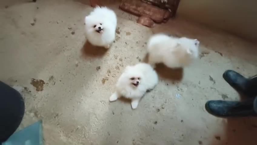 Pomerania perros en venta: POMERANIAS MACHITOS CHIQUITINES  - Video 1