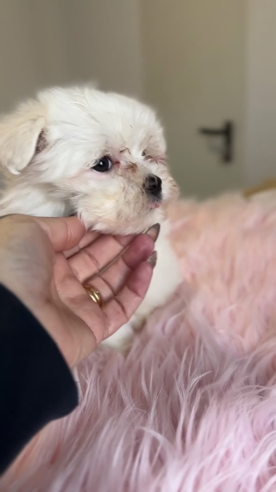 Bichón Maltés perros en venta: Bichon Maltes americana  - Video 1