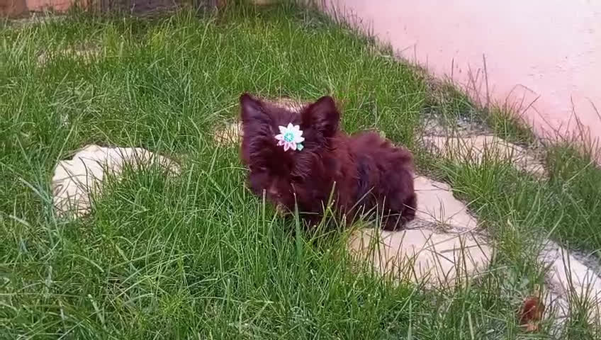 Yorkshire Terrier perros en venta: Exclusivos Yorkshire Chocolate toy - Video 1