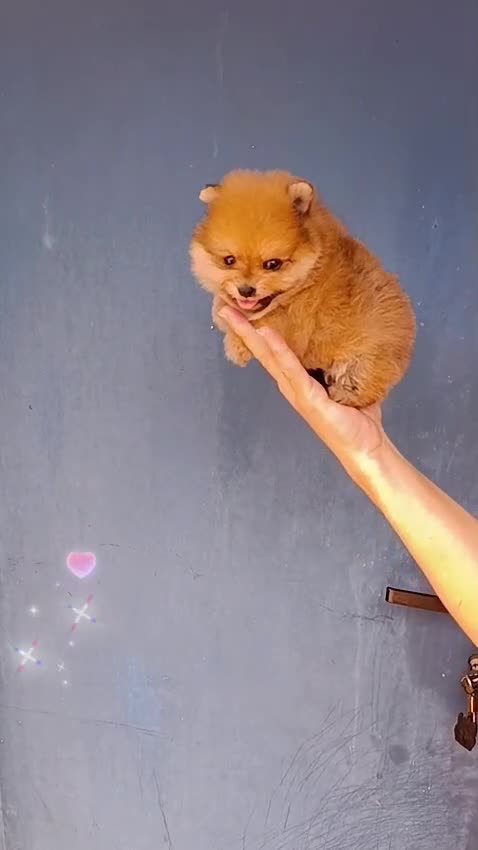 Pomerania perros en venta: Pomerania ositos toy  - Video 1