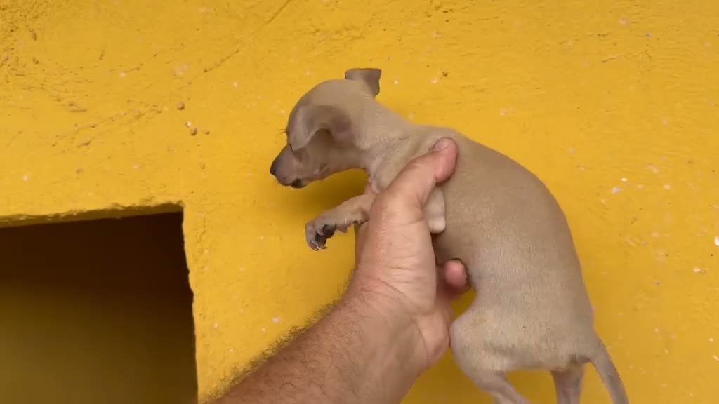 Pequeño Lebrel Italiano perros en venta: Cachorros Piccolo italiano  - Video 1