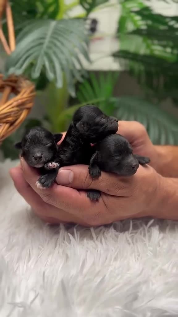 Caniche Toy perros en venta: CANICHE TOY HEMBRAS - Video 1