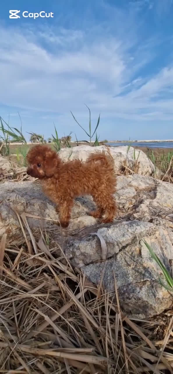 Caniche Toy perros en venta: TOYS 50% LINEA ASIATICA MACHO Y HEMBRA - Video 1
