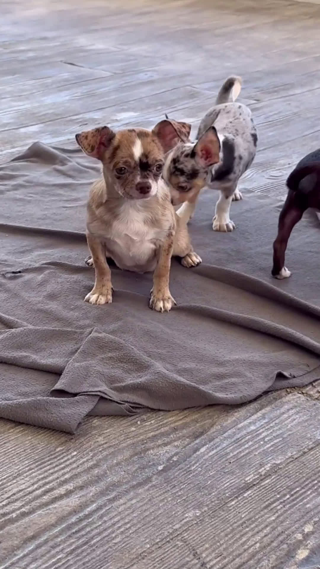 Chihuahua perros en venta: 🌟🐾 Merlés y chocolate ¡Irresistibles! - Video 2
