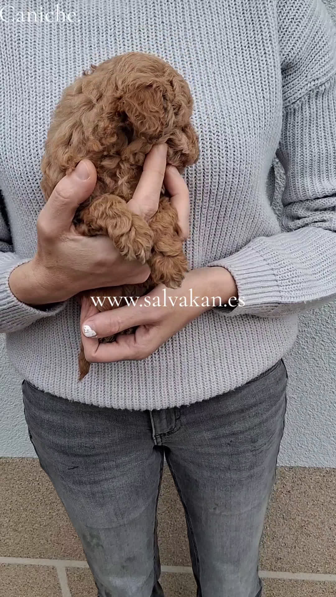 Caniche Toy perros en venta: CANICHE MACHO - Video 1