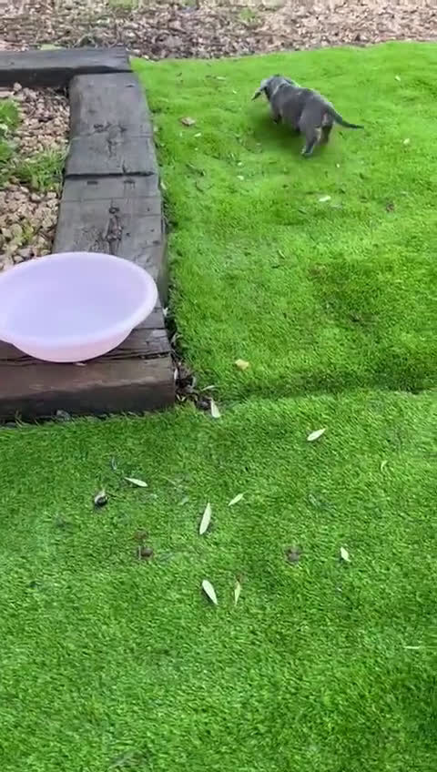 Teckel perros en venta: Teckel mini Arlequín  - Video 1