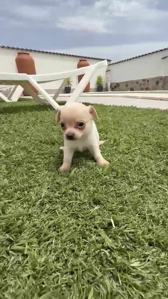Chihuahua perros en venta: Chihuahua  - Video 2
