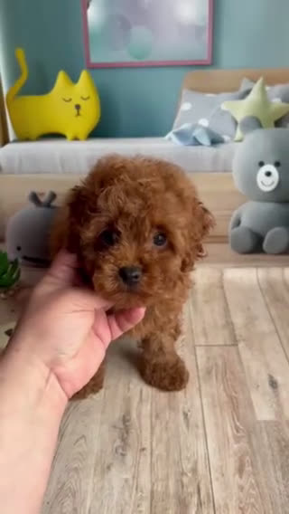 Caniche Toy perros en venta: caniche toy rojo  - Video 1