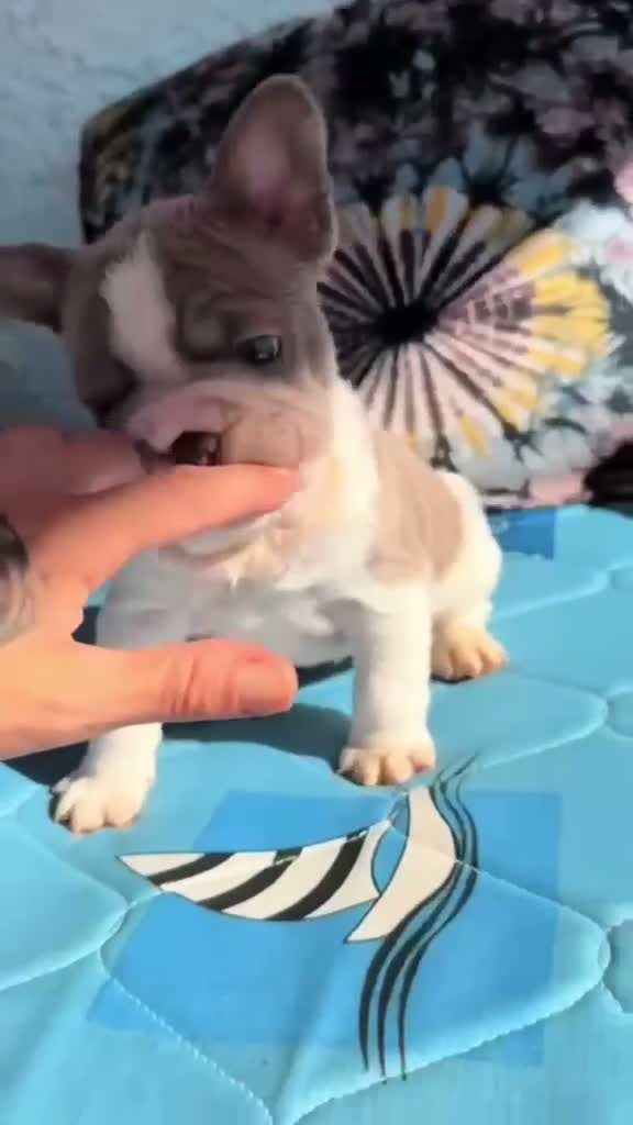 Bulldog Francés perros en venta: Machito bulldog frances  - Video 1