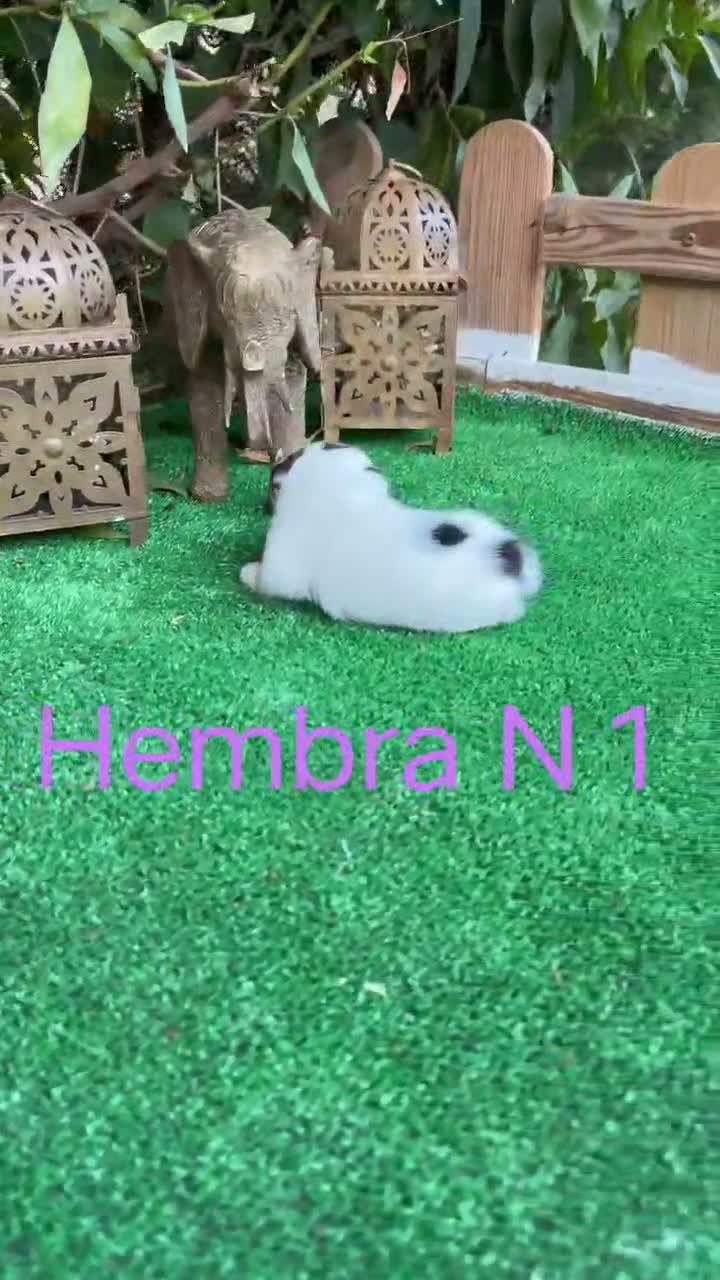 Jack Russell Terrier perros en venta: Jack Russell preciosos cachorros disponibles  - Video 1