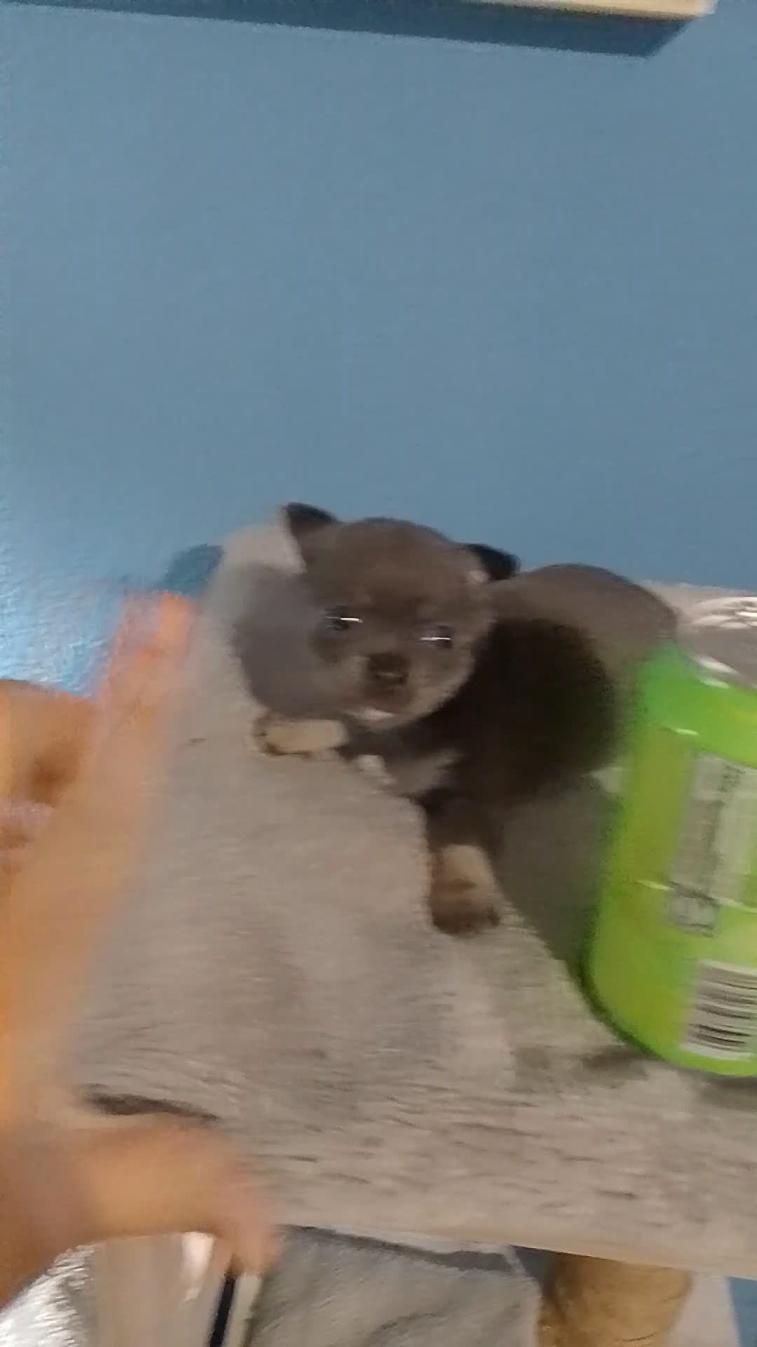 Chihuahua perros en venta: Hembra de chihuahua azul tang - Video 2