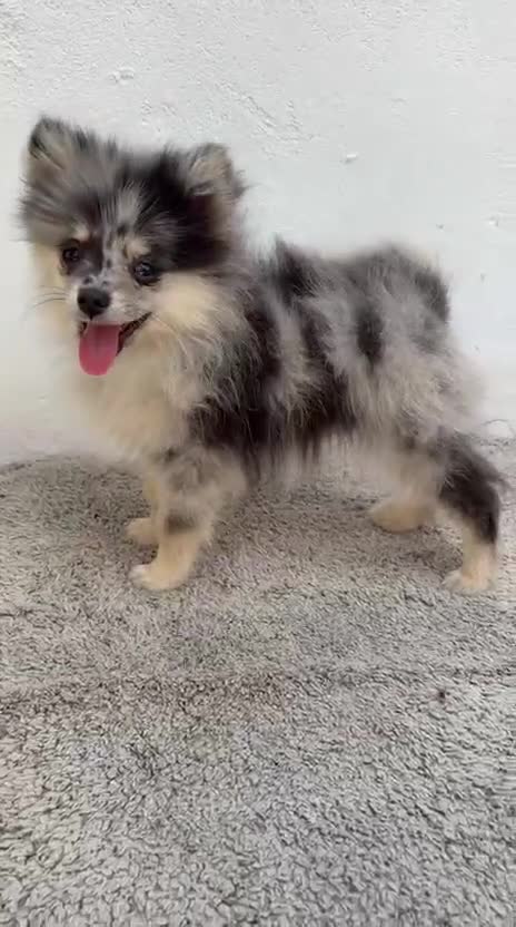 Pomerania perros en venta: Lulu Pomerania tri blue - Video 1