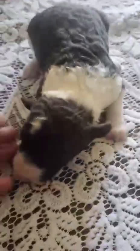 Perro de Agua Español perros en venta: Perros de agua bicolor en Álava - Video 1