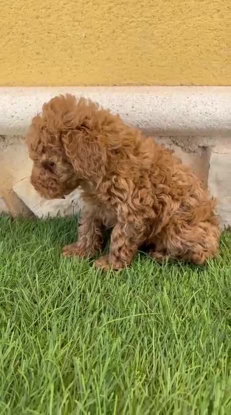 Caniche Toy perros en venta: Caniche toy roja - Video 1
