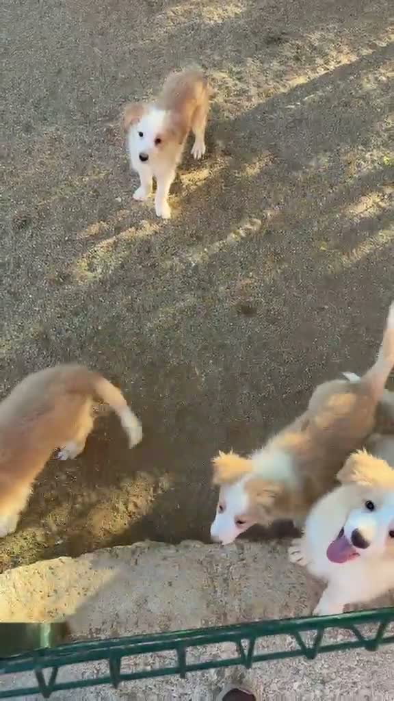 Border Collie perros en venta: BORDER COLLIE ROJO AUSTRALIANO  - Video 1