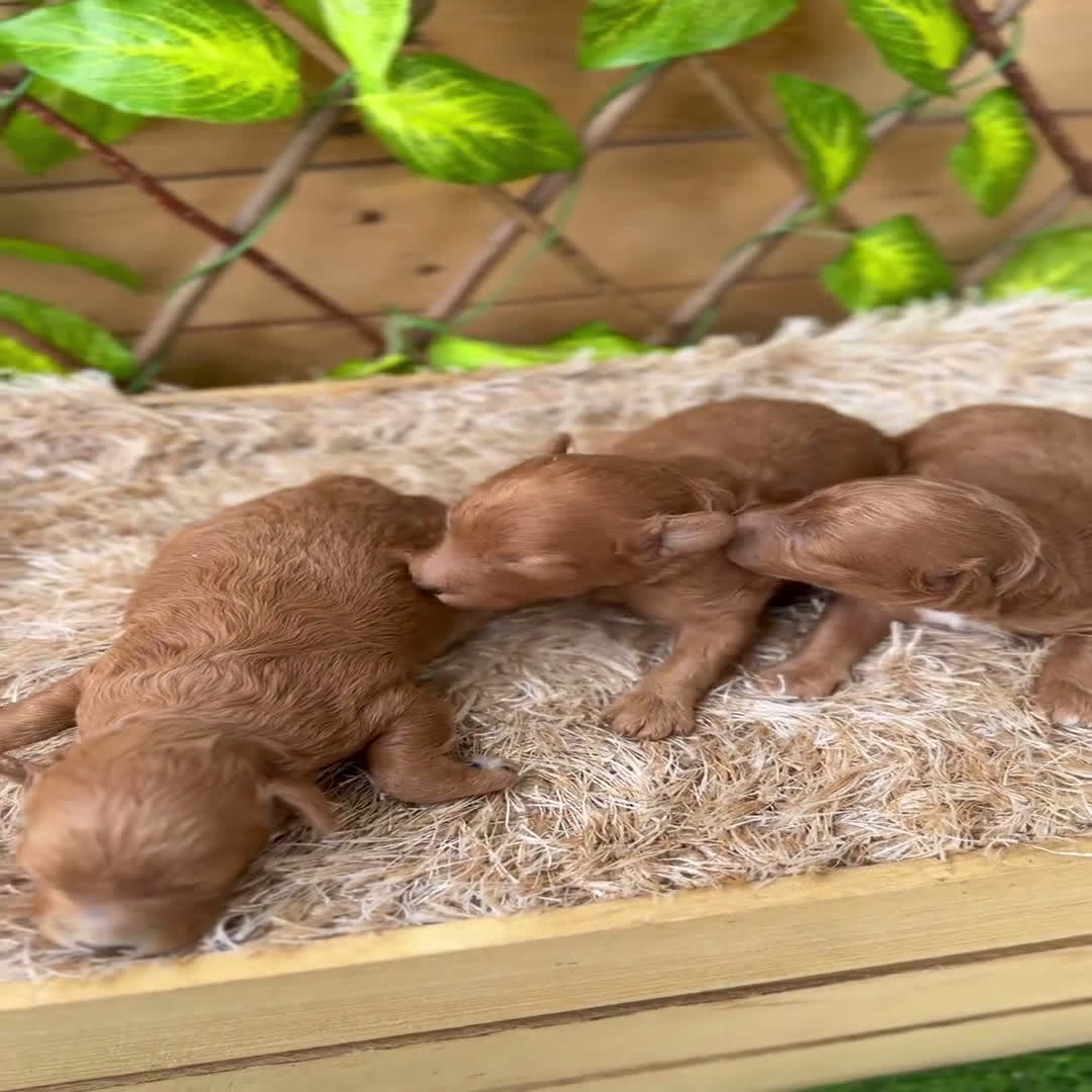 Caniche Toy perros en venta: Camada de Violet  - Video 4