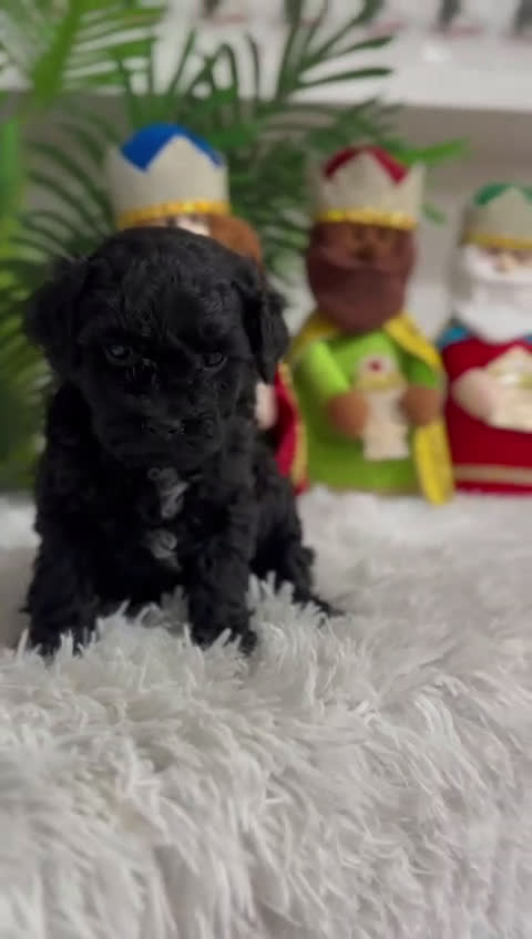 Caniche Toy perros en venta: CANICHE TOY - Video 1