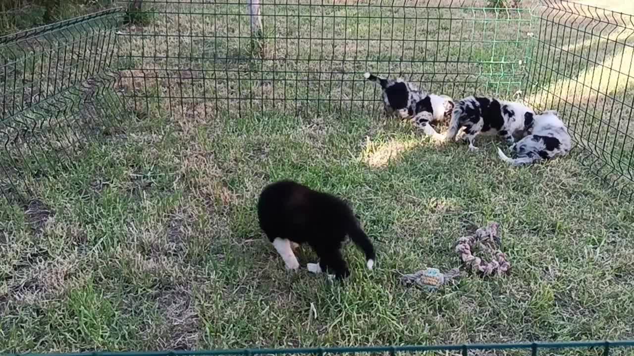 Border Collie perros en venta: camada de border collie  - Video 1
