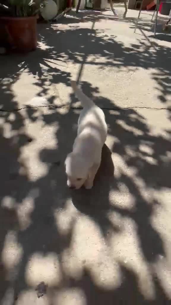 Golden Retriever perros en venta: Golden retriever - Video 1