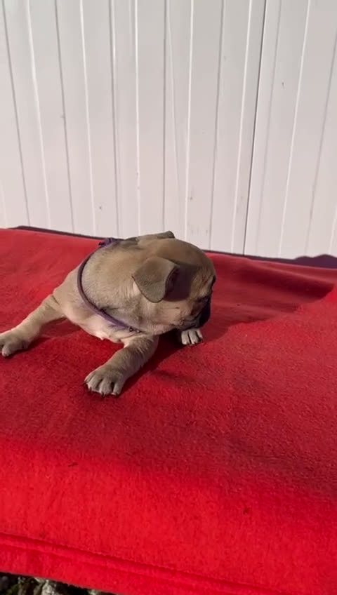 Bulldog Francés perros en venta: Bulldog francés cachorros Fwan  - Video 2