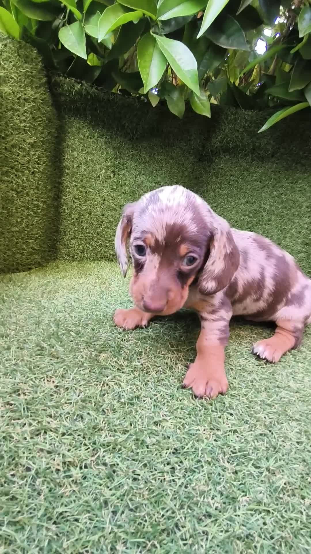 Teckel perros en venta: camada teckel arlequín chocolates  - Video 2