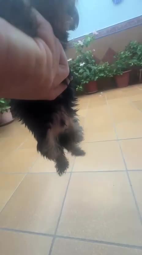 Yorkshire Terrier perros en venta: Yorkshire Terrier de Calidad  - Video 3