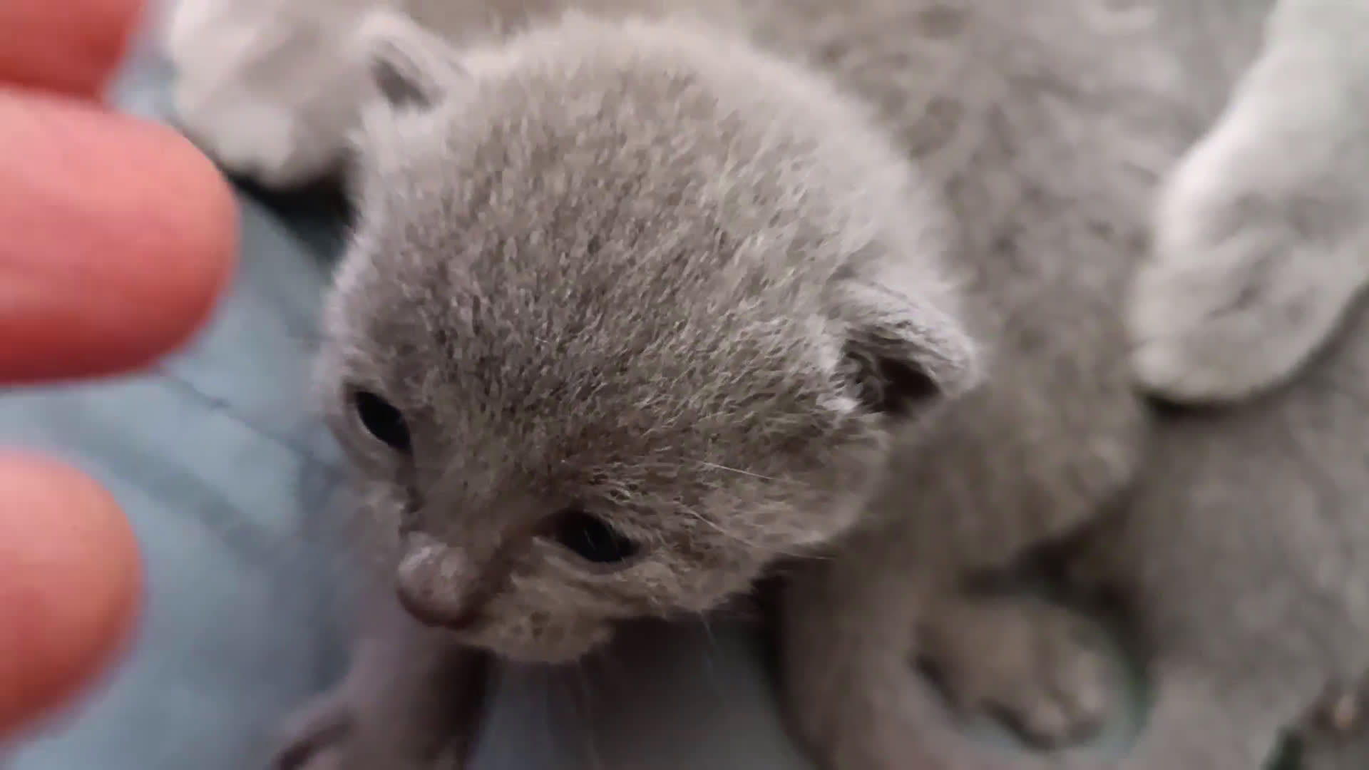 Azul Ruso gatos en venta: Cachorros azul ruso  en Cuenca - Video 2