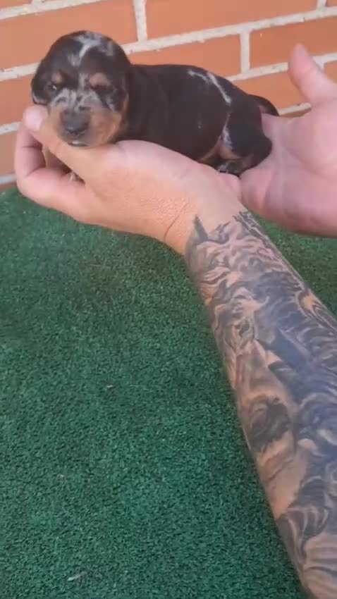Teckel Miniatura perros en venta: Teckel Miniatura  - Video 2