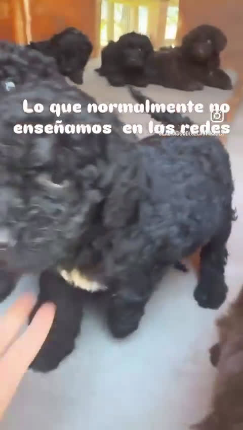 Labradoodle perros en venta: Preciosos cachorros F6 - Video 1